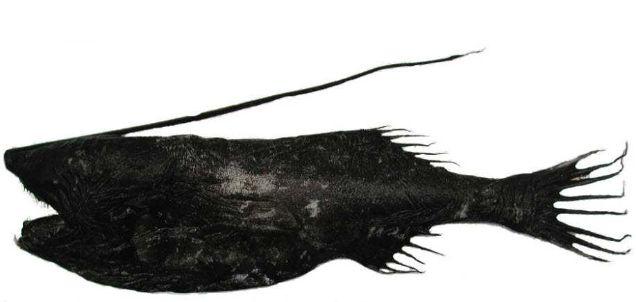 Gigantactis vanhoeffeni_02.jpg